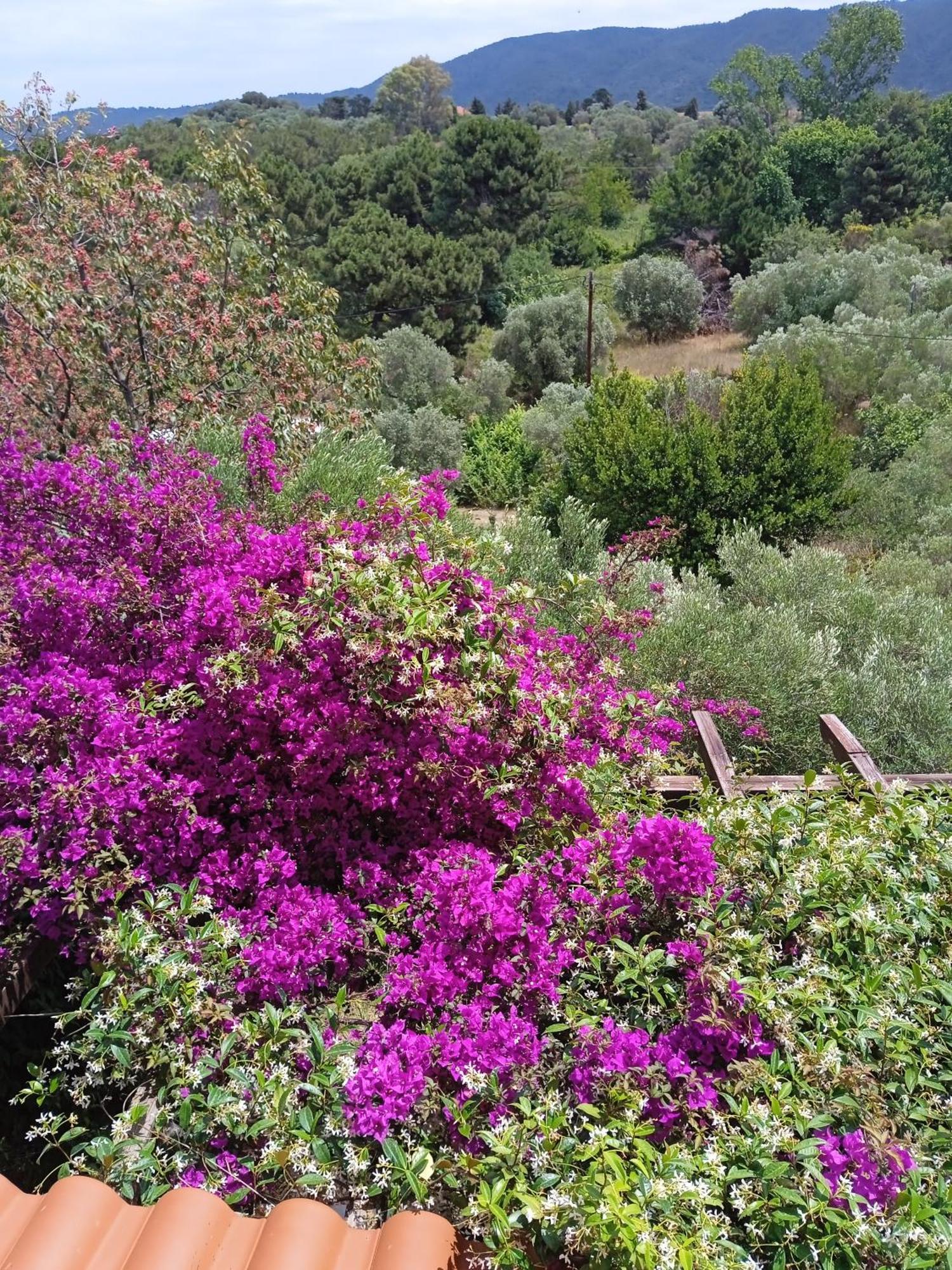Villa Butterfly Nea Roda Esterno foto